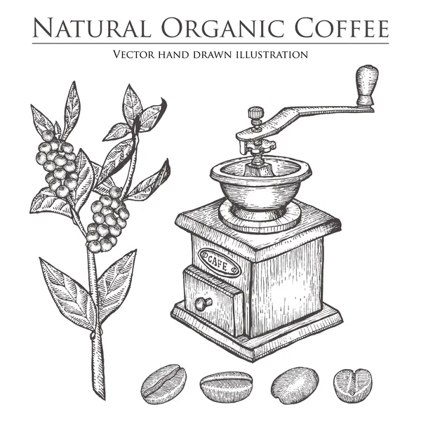 Rama de café planta con hoja, baya, frijol, fruta, semilla, molino. Bebida natural de cafeína orgánica. Ilustración vectorial dibujada a mano sobre fondo blanco . — Vector de stock