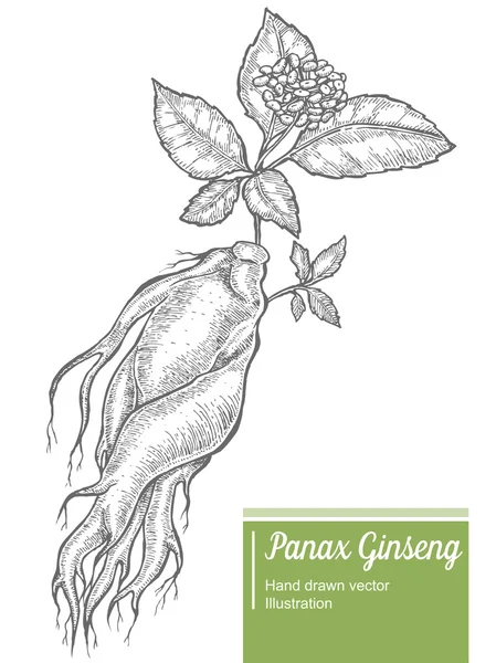 Ginsengwurzel, Blatt, Beere, Blume isoliert auf weißem Hintergrund. Bio-Natur chinesische und koreanische Kräuter. handgezeichnete Vektor-Illustration — Stockvektor