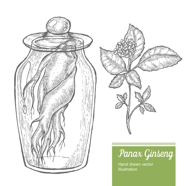 Raiz de ginseng em jarra, folha, baga, flor isolada em fundo branco. Natureza orgânica erva chinesa e coreana. Ilustração vetorial desenhada à mão —  Vetores de Stock