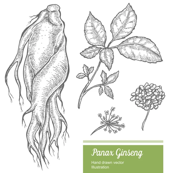 Raíz de ginseng, hoja, baya, flor aislada sobre fondo blanco. Naturaleza orgánica hierba china y coreana. Ilustración vectorial dibujada a mano — Archivo Imágenes Vectoriales