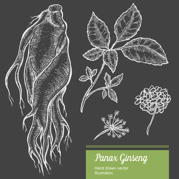 Raíz de ginseng, hoja, baya, flor aislada sobre fondo de pizarra. Naturaleza orgánica hierba china y coreana. Ilustración vectorial dibujada a mano — Archivo Imágenes Vectoriales