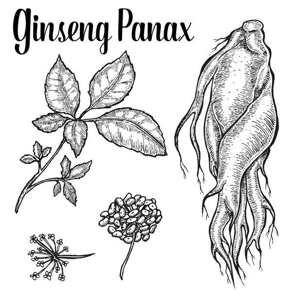 Raíz de ginseng, hoja, baya, flor aislada sobre fondo blanco. Naturaleza orgánica hierba china y coreana. Ilustración vectorial dibujada a mano — Vector de stock