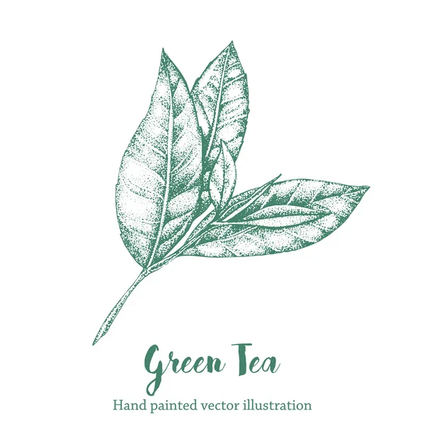 Ilustración de vectores de hojas de té verde. Floral rama orgánica dibujo a mano boceto . — Vector de stock