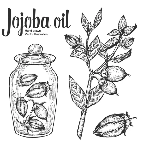 Tuerca de jojoba, semilla, fruta, rama, hoja, fruta en botella de vidrio. Nutrición del aceite orgánico alimentos saludables. Grabado a mano dibujado vintage retro vector ilustración — Vector de stock