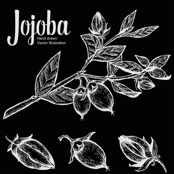 Jojoba mutter, utsäde, frukt, filial, blad, frukt på Chalkboard. Ekologisk olja näring hälsosam mat. Graverad handritad Vintage retro vektor illustration — Stock vektor