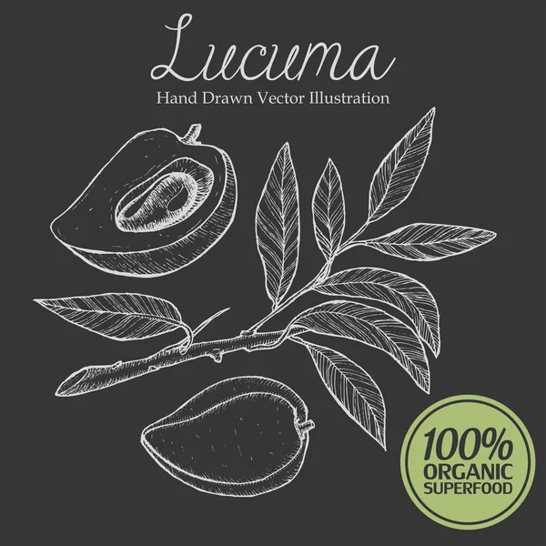 Lucuma plum fruit, branch, leaf. Organic, superfood, nutrition healthy hand drawn image vector illustration — Stock Vector
