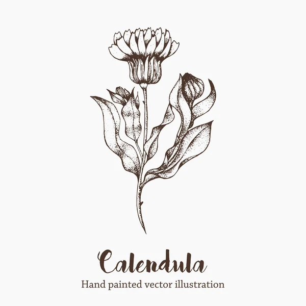 Natur vektor Calendula blomma skiss hand ritning illustration — Stock vektor