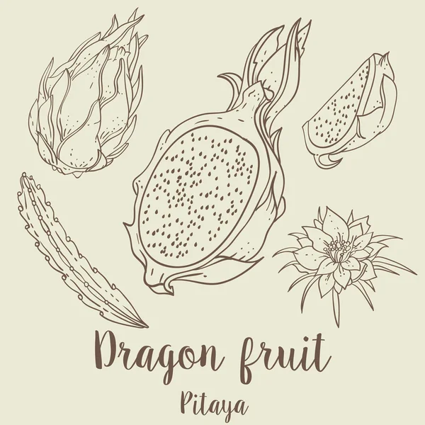 Pitaya Dragon meyve el çizim seti. Vektör çizim illüstrasyonu — Stok Vektör