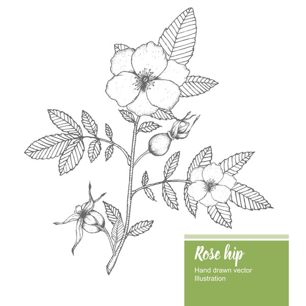 Rosehip flower, bud, branch, leaf sketch vector nature summer organic hand drawn illustration.