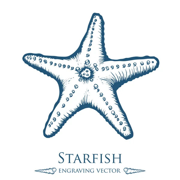 Estrela-do-mar, concha, concha do mar natureza oceano aquático subaquático vetor. Ilustração gravura marinha desenhada à mão sobre fundo branco —  Vetores de Stock