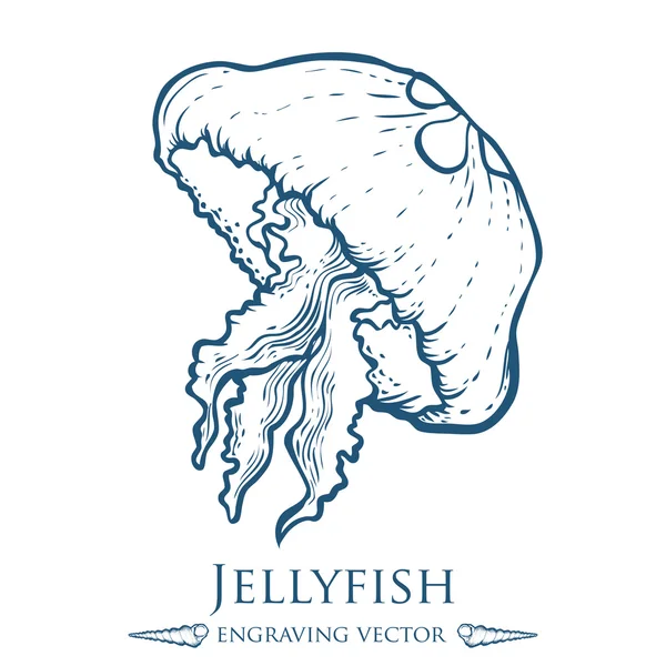 Jellyfish nature ocean aquatic underwater vector. Hand drawn marine engraving illustration on white background — Stock vektor