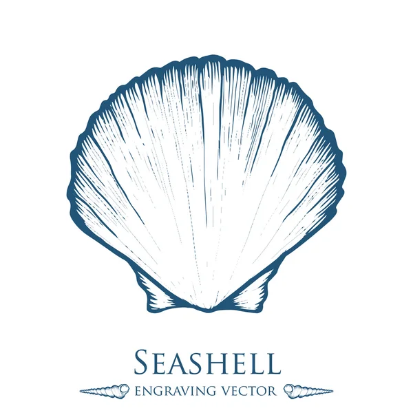 Seashell, sea shell, nature ocean aquatic underwater vector. Hand drawn marine engraving illustration on white background — Διανυσματικό Αρχείο