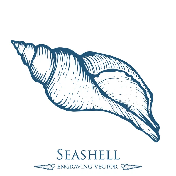 Seashell, conchiglia, natura oceanica vettore subacqueo acqueo. Illustrazione di incisione marina disegnata a mano su sfondo bianco — Vettoriale Stock