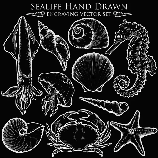 贝壳、海贝壳、海星、鱿鱼、水母、海马、蟹自然海洋水生水下病媒集。黑板背景上绘制的海洋雕刻插图 — 图库矢量图片