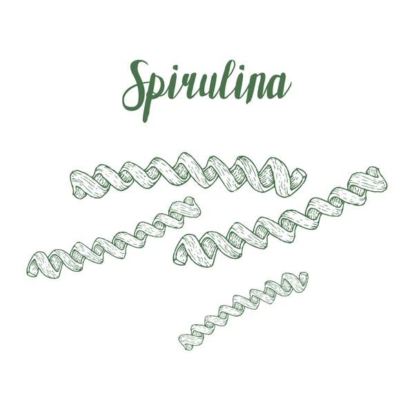 Spirulina Superfood organische gesunde Nahrungsergänzungsmittel. handgezeichnete Skizze Vektor Illustration isoliert auf weißem Hintergrund — Stockvektor