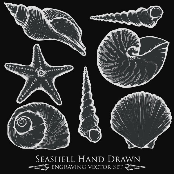 Seashell, sea shell, starfish nature ocean aquatic underwater vector set. Hand drawn marine engraving illustration on chalkboard background
