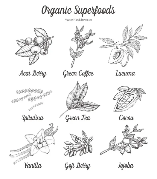 Superfood ensemble de baies d'açai, baies de goji, café vert, thé, cacao, cacao, spiruline, lucuma, vanille, jojoba. Nutrition naturel bio dessiné à la main croquis vectoriel gravure illustration sur fond blanc — Image vectorielle