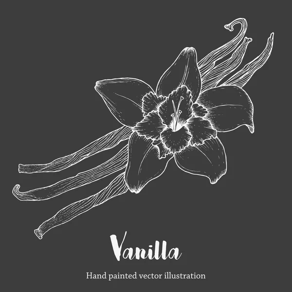 Vanilla spice flower, organic aroma super food. Hand drawing sketch vector illustration on chalkboard — Stock Vector