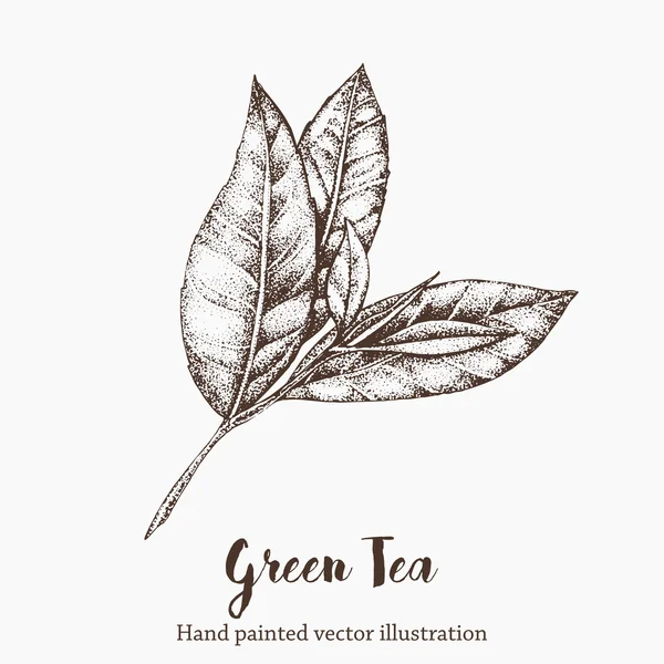 Green tea leaf vector illustration. Floral branch organic hand drawing sketch. — Stock Illustration Green tea leaf vector illustration. Floral branch organic hand drawing sketch. Stock Vector