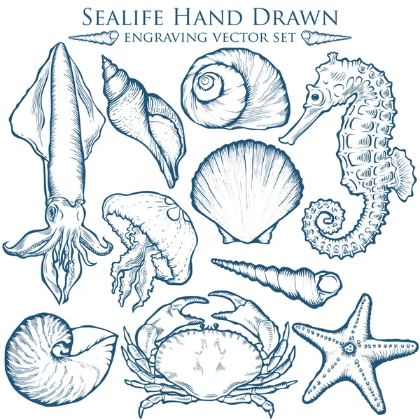 Seashell, sea shell, starfish, squid, jellyfish, seahorse, crab nature ocean aquatic underwater vector set. Hand drawn marine engraving illustration on white background Royalty Free Stock Vectors