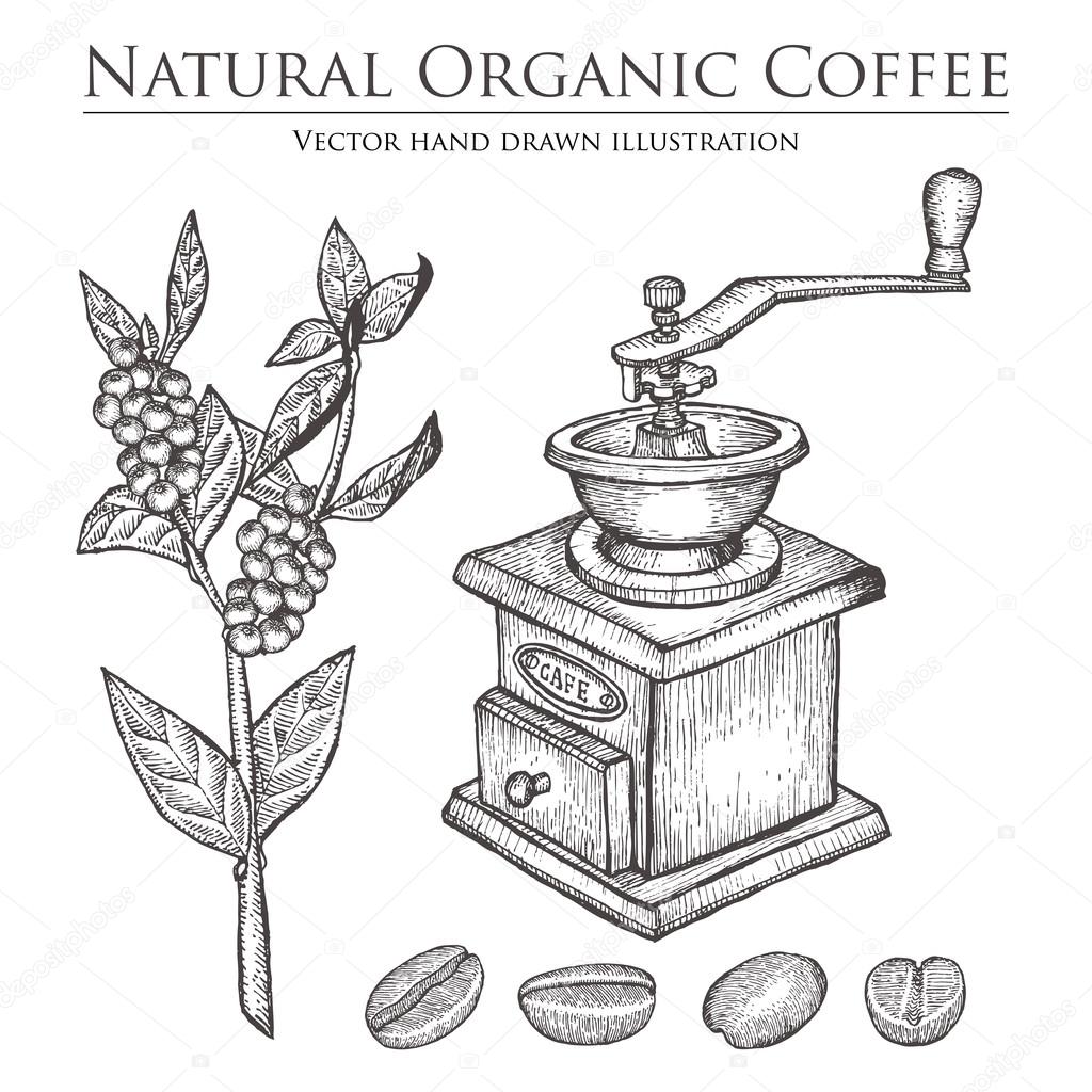 Coffee branch plant with leaf, berry, bean, fruit, seed, mill. Natural organic caffeine drink. Hand drawn vector illustration on white background.