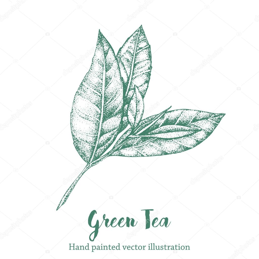 Green tea leaf vector illustration. Floral branch organic hand drawing sketch.