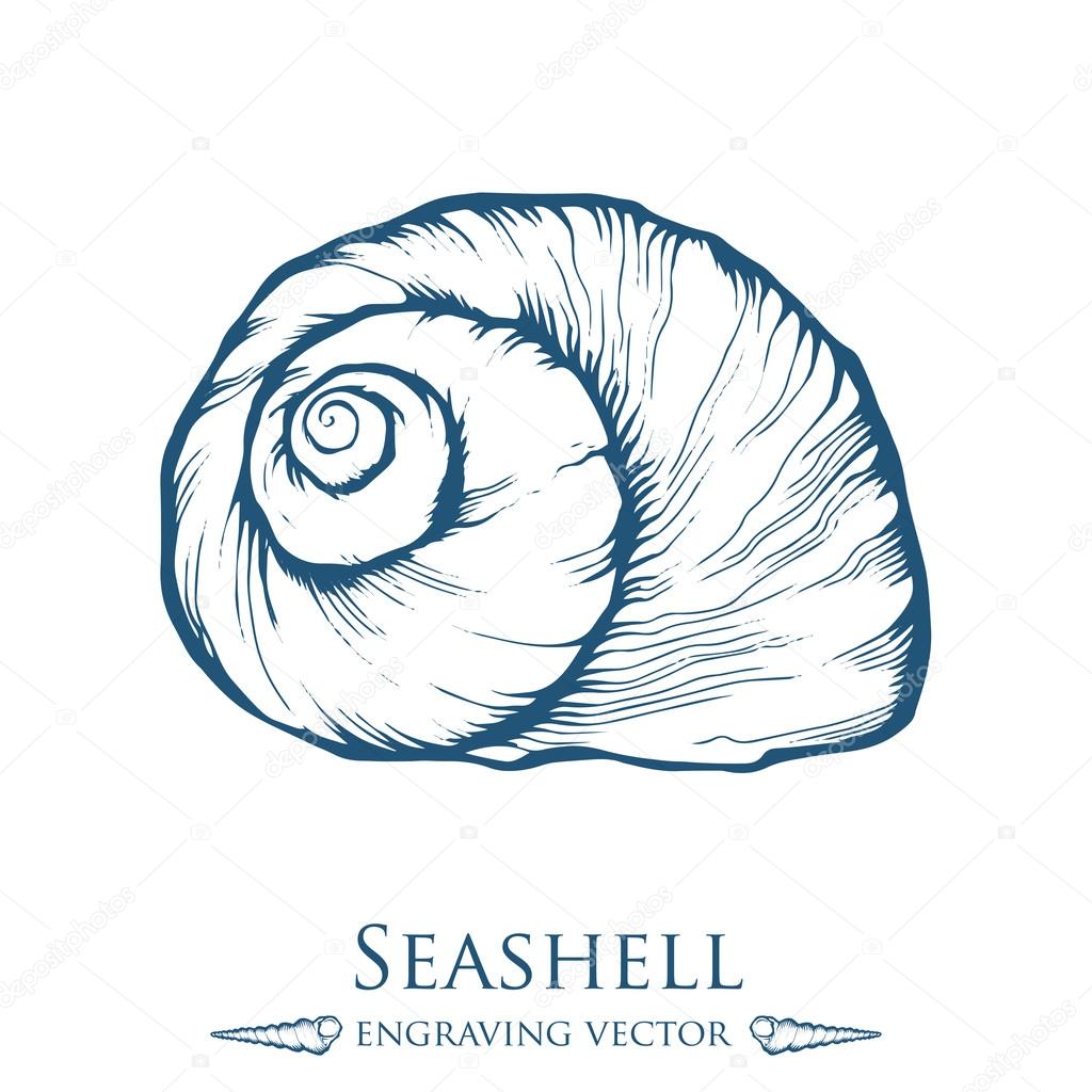 Seashell, sea shell, nature ocean aquatic underwater vector. Hand drawn marine engraving illustration on white background