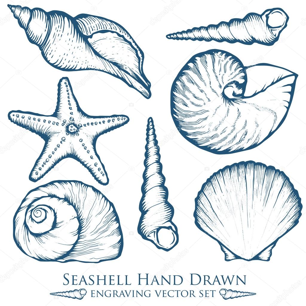 Seashell, sea shell, starfish nature ocean aquatic underwater vector set. Hand drawn marine engraving illustration on white background