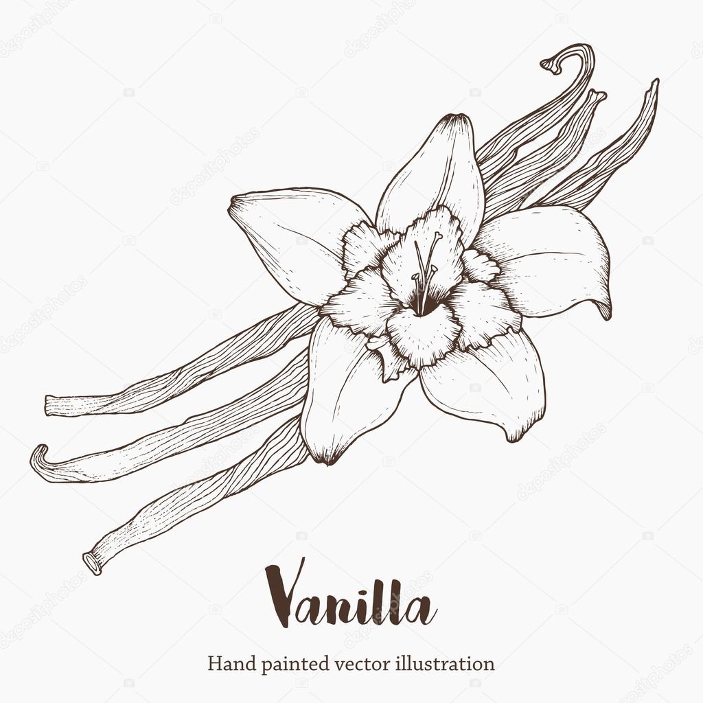 Fleur Dépices à La Vanille Arôme Biologique Super