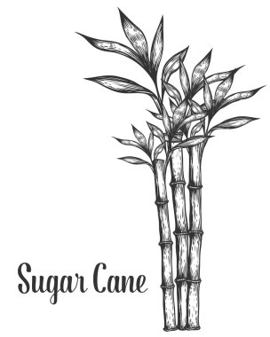 Sugar cane stem branches and leaf vector hand drawn illustration. Sugarcane Black on white background. Engraving style. clipart