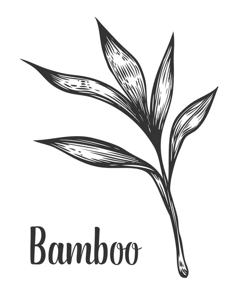 Bambu gren och leaf vektor hand dras illustration. Svart på vit bakgrund. Gravyr stil. — Stock vektor