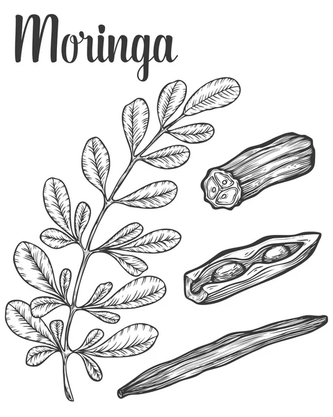 Hojas de moringa y semillas. Dibujo vintage vectorial grabado ilustración dibujada a mano. Fondo blanco . — Vector de stock