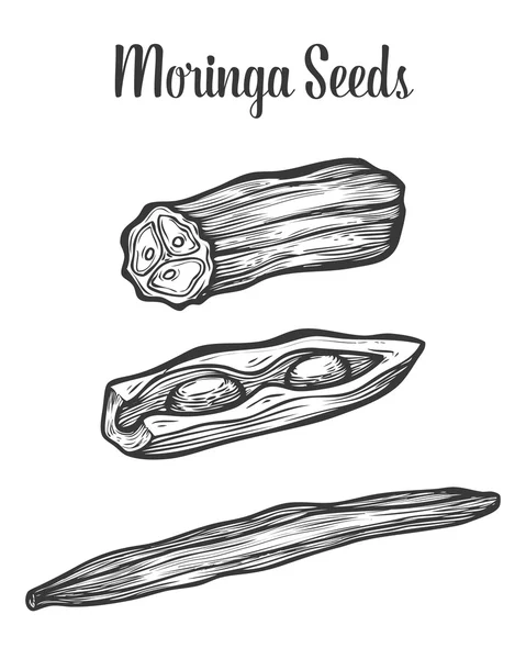 Des graines de moringa. Croquis vectoriel vintage gravé à la main illustration dessinée. Fond blanc . — Image vectorielle