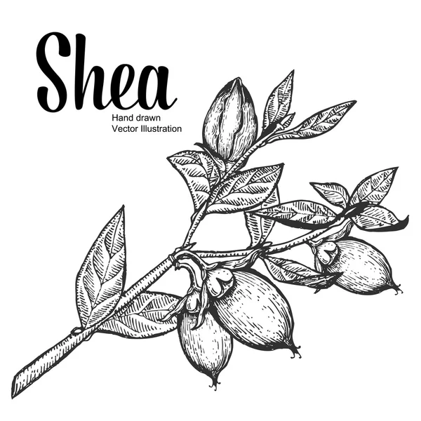 Shea planta frutos secos orgánicos vector ilustración. Monocromo, Line Art. Grabado — Vector de stock