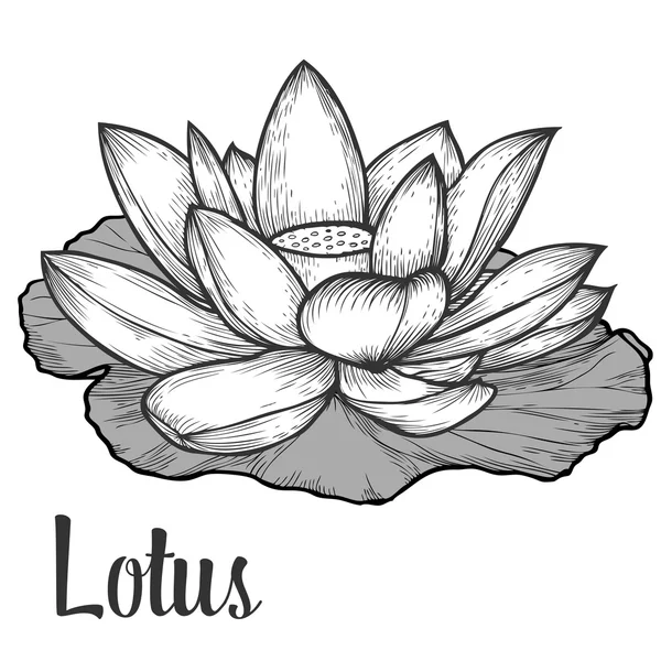 Flor de loto y hoja dibujada a mano vector monocromo ilustración floral. Bosquejo grabado floral elemento orgánico natural . Gráficos Vectoriales