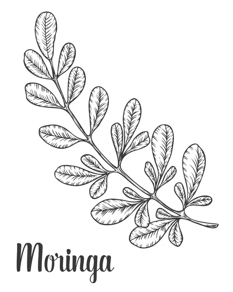 Moringa листя. Вектор vintage ескіз вигравірувано боку звернено ілюстрації. Білий фон. Стоковий вектор