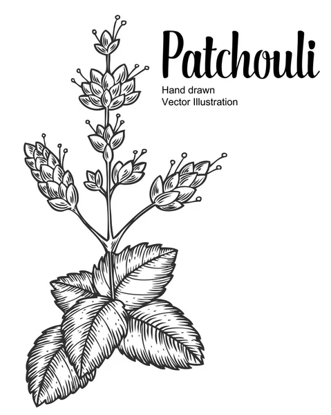 Рослина Патчолі Векторна рука намальована ілюстрація на білому тлі. Кабіна Погостемона. Рослина для традиційної медицини, парфумерії, кулінарії або садівництва, ароматерапії. Стиль гравіювання . Стоковий вектор