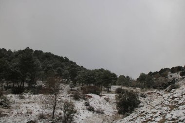 Ormana ilk kar yağışı