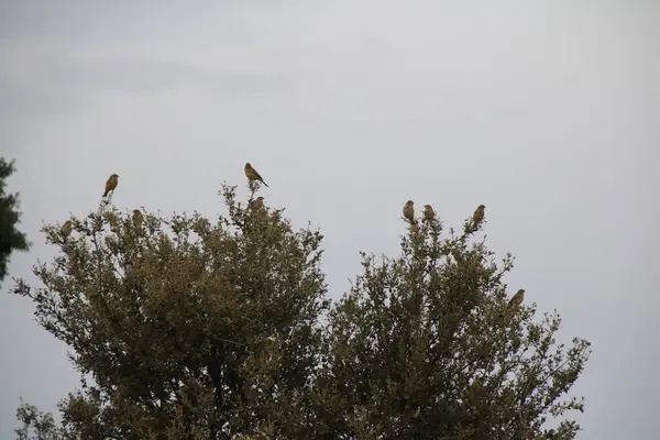 Aves Que Descansan Sobre Árbol — Foto de Stock