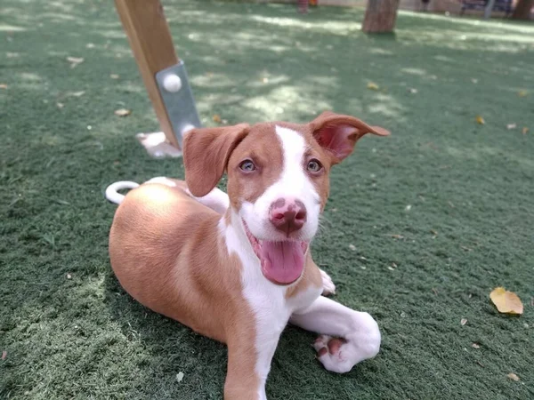 Dog Puppy Lying Waiting Play — Stock Photo, Image