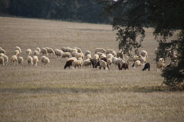 Otlakta Yemek Yiyen Koyun Sürüsü — Stok fotoğraf