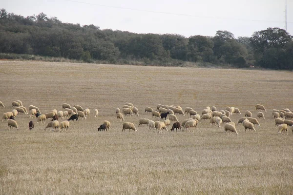 Rebaño Ovejas Comiendo Prado — Foto de Stock