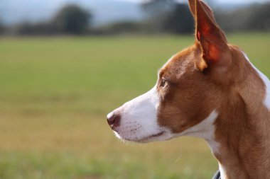 Av köpeği manzaraya bakıyor.