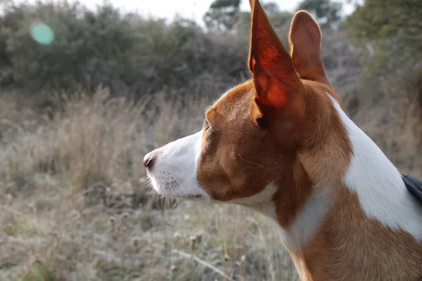 Cão Caça Olhando Para Paisagem — Fotografia de Stock