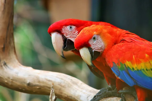 Arara-vermelha (ara macao) e arara-verde (ara chloropterus) empoleiradas sobre um ramo — Fotografia de Stock