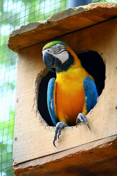 Arara azul e amarela na casa dos pássaros — Fotografia de Stock