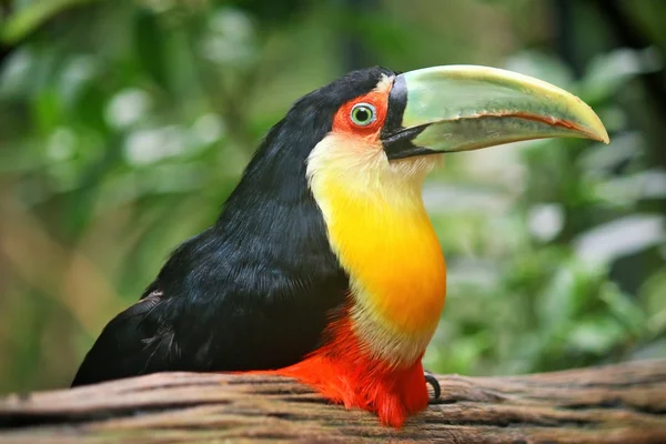 Un tucán de pico verde (Ramphastos dicolorus) se posa sobre una barandilla de madera —  Fotos de Stock