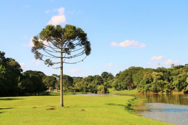 Araucaria Angustifolia (Brazilian pine) in Curitiba - Brazil clipart