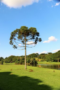 Araucaria iğde (Brezilya çam) Curitiba - Brezilya
