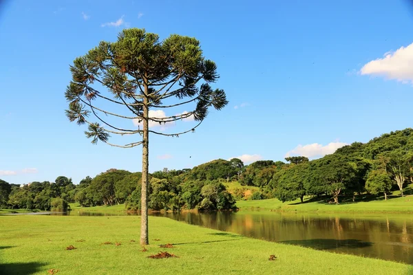 Araucaria Angustifolia (brazylijski sosna) w Kurytybie - Brazylia — Zdjęcie stockowe